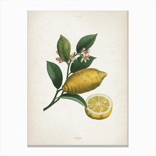 Vintage Redouté 1 Citrus Limonium Canvas Print