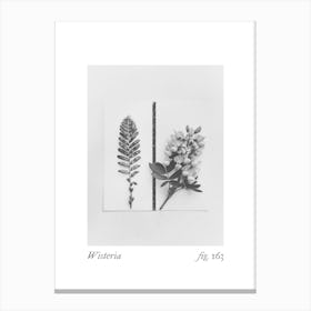 Wisteria Botanical Collage 2 Canvas Print