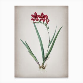 Vintage Gladiolus Cardinalis Botanical on Parchment n.0310 Canvas Print