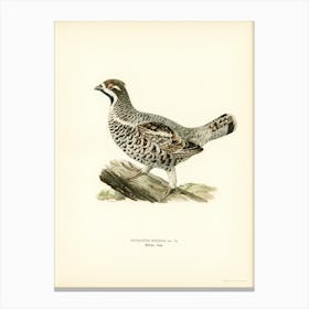 Hazel Grouse, The Von Wright Brothers 2 Canvas Print