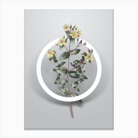 Vintage Stinking Tutsan Minimalist Flower Geometric Circle on Soft Gray n.0303 Canvas Print