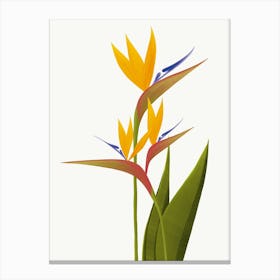 Bird Of Paradise Flower Illustration Canvas Print