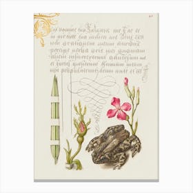 Reed Grass, French Rose, Toad, And Gilly Flower From Mira Calligraphiae Monumenta, Joris Hoefnagel Canvas Print