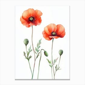 Red Poppy Watercolor Set White Background Hand Canvas Print