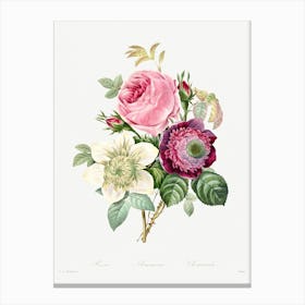 Anemone And Cabbage Rose, Pierre Joseph Redoute Canvas Print