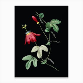 Vintage Red Passion Flower Botanical Illustration on Solid Black n.0318 Canvas Print