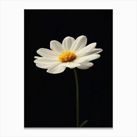 Single White Daisy Canvas Print