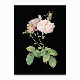 Vintage Damask Rose Botanical Illustration on Solid Black n.0605 Canvas Print
