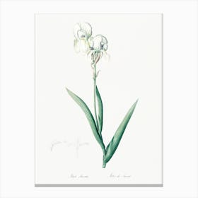 Tall Bearded Iris, Pierre Joseph Redoute Canvas Print