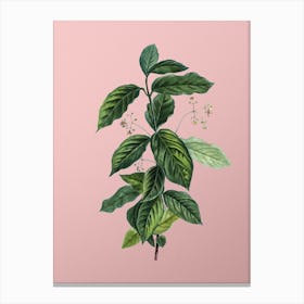 Vintage Broadleaf Spindle Botanical on Soft Pink n.0240 Canvas Print