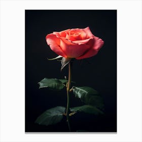 Single Pink Rose On Black Background 5 Canvas Print