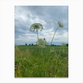 Img 5411 Summer.  Field Canvas Print