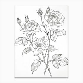 Roses Sketch 22 Canvas Print