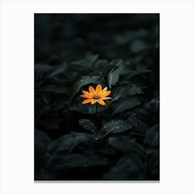 Single Flower In The Dark 106 Canvas Print