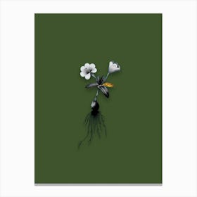 Vintage Cape Tulip Black and White Gold Leaf Floral Art on Olive Green n.0525 Canvas Print