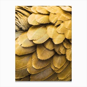 Golden Bird Feathers Canvas Print