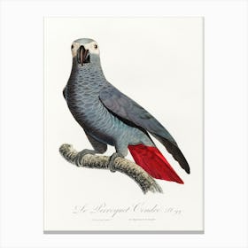 The Grey Parrot, (Psittacus Erithacus) From Natural History Of Parrots, Francois Levaillant Canvas Print