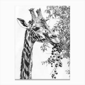 Giraffe Eating Berries Pencil Drawing 3 Canvas Print