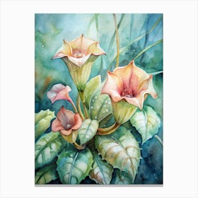 Calla Lily Canvas Print