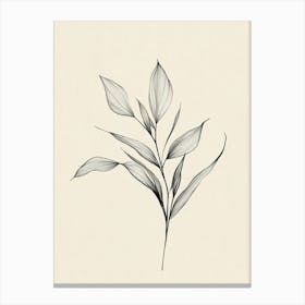 Drawing Of A Leaf Canvas Print