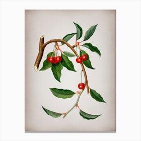 Vintage Cherry Botanical on Parchment n.0968 Canvas Print