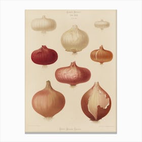 Onion Varieties 1 Canvas Print