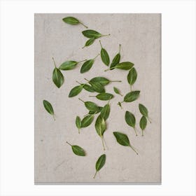 Scattered Protea Leaves Canvas Print