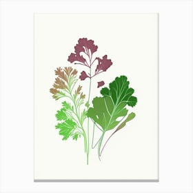 Parsley Spices And Herbs Minimal Line Drawing 2 Canvas Print