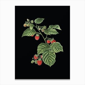 Vintage Raspberry Botanical Illustration on Solid Black n.0596 Canvas Print