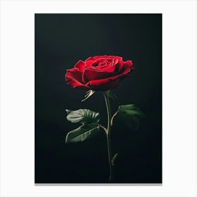 Single Red Rose On Black Background 20 Canvas Print