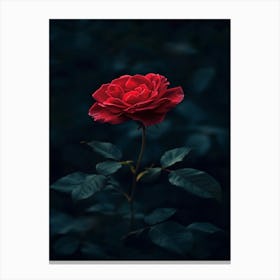 Dark Rose 156 Canvas Print