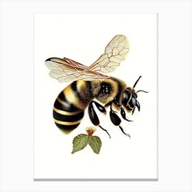 Apis Bee Vintage Canvas Print