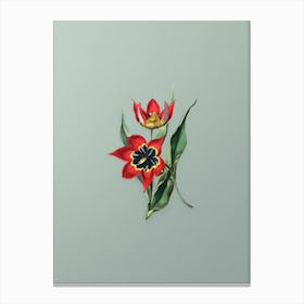 Vintage Red Strong Smelling Tulip Botanical Art on Mint Green n.0449 Canvas Print