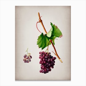 Vintage Grape Barbarossa Botanical on Parchment n.0059 Canvas Print