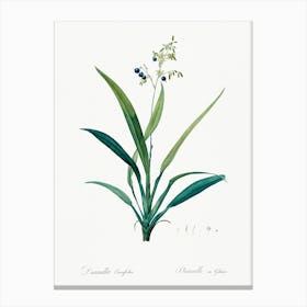 Flax Lilies, Pierre Joseph Redoute Canvas Print