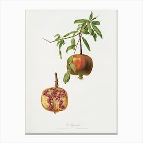Pomegranate (Punica Granatum) From Pomona Italiana (1817 1839), Giorgio Gallesio Canvas Print