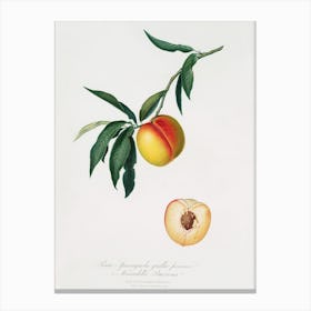 Peach (Persica Julodermis) From Pomona Italiana (1817 - 1839), Giorgio Gallesio Canvas Print