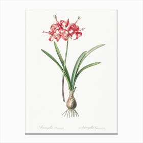 Guernsey Lily, Pierre Joseph Redoute Canvas Print