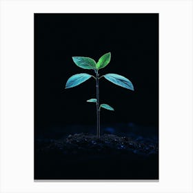 Plant Sprouting On Black Background Canvas Print