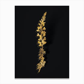 Vintage Adenocarpus Botanical in Gold on Black n.0091 Canvas Print