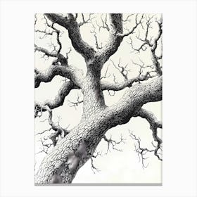 Tree With No Leaves Canvas Print