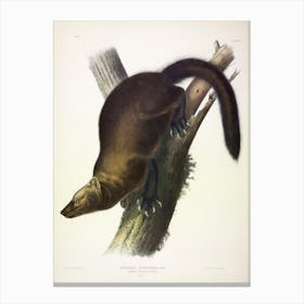 Fisher, John James Audubon Canvas Print