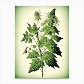 Hedge Nettle Wildflower Vintage Botanical 2 Canvas Print