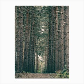 Path Through A Forest Canvas Print