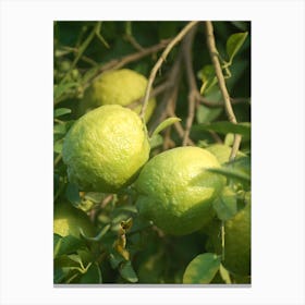 Lemons On A Tree Canvas Print