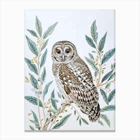 Spotted Owl Drawing 3 Canvas Print