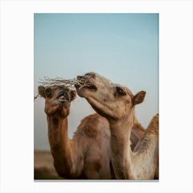 Camels claiming food - Al Wathba Abu Dhabi UAE photo print - moody animal photography art Canvas Print