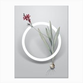 Vintage Gladiolus Mucronatus Minimalist Flower Geometric Circle on Soft Gray n.0311 Canvas Print