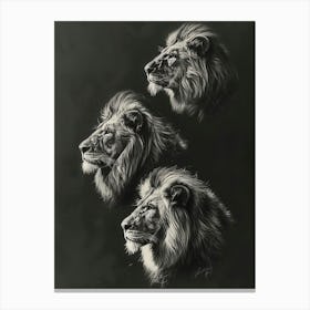 Barbary Lion Charcoal Drawing 4 Canvas Print
