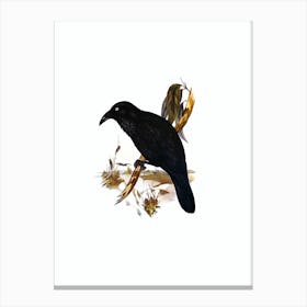 Vintage White Eyed Crow Bird Illustration on Pure White n.0293 Canvas Print